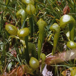 A group of glossy, green, pitcher-shaped plants grow among green grasses.
