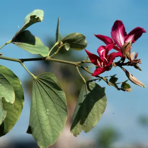 Two deep pink, long-petaled flowers goe at the end of a narrow, green stem with round leaves. 