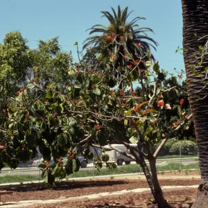 A tree with green and fresh, red leaves grows in a field of soil beside a path of large stones and a much taller palm tree. Old model trees and a building with a white steeple are visible in the background behind a chain-link fence.