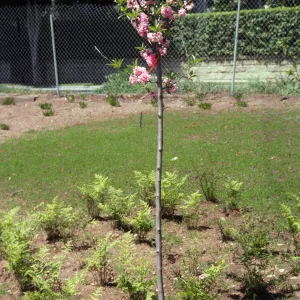 A young, slender tree laden with clusters of pink flowers grows in a bed of soild among several ferns.