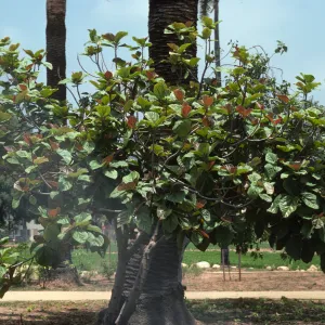 A small tree with two, narrow trunks and a wide, thick mass of green and, occasionally, red leaves grows beside the trunk of a tall palm tree. 