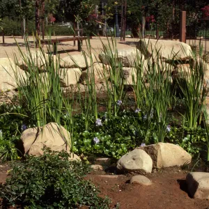 Tall, reedy plants and low, round leaved plants with lilac-colored flowers grown in a stream lined with large stones. Several young, slender trees grow on trellises on the opposite side of the stream.