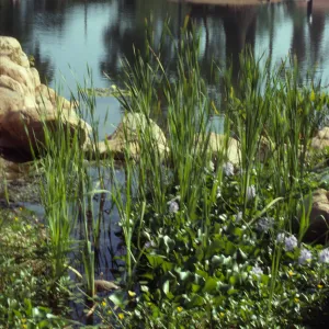 Tall, reedy plants and low, round leaved plants with lilac-colored flowers grown in a stream lined with large stones. Behind the stream, a bench stands on a sandy island in a large pond.