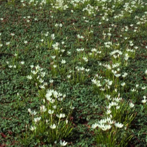 A field of low, dark green grass growing on horizontal, red stems. many narrow-petaled, white flowers grow on tall stems above the grass. 