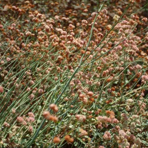 Eriogonum, featured in SBBG 'Blue, Silver, Grey plants Tour'