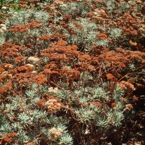 Eriogonum (wild buckwheat) , end of season buckwheat