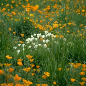 white and orange-flowered Eschscholzia (California Poppy)