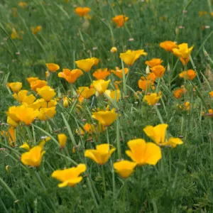 Eschscholzia, field of poppies (California Poppy)