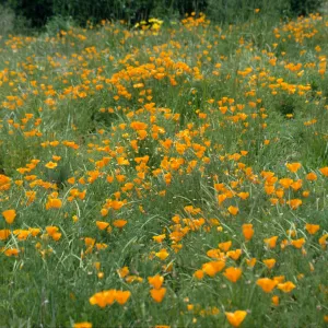 Eschscholzia, field of poppies (California Poppy)