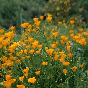 Eschscholzia (California Poppy)