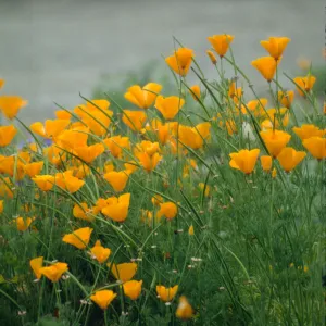 Eschscholzia (California Poppy)