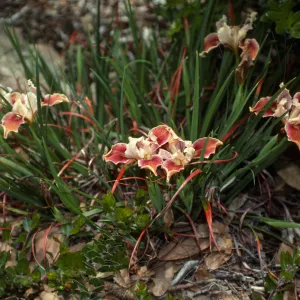 Pacific Coast hybrid Iris in bloom