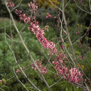 Cercis occidentalis