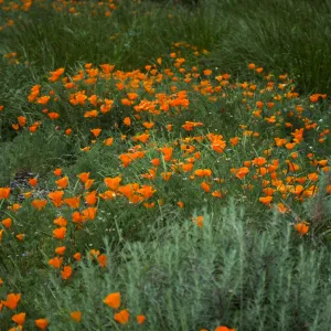 Eschscholzia, field of poppies (California Poppy)