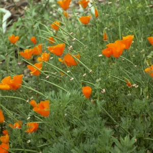 Eschscholzia (California Poppy)