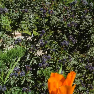 Wildflowers at SBBG (California Lilac) (California Poppy)