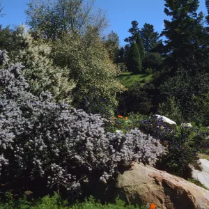 SBBG, Ceanothus (California Lilac)