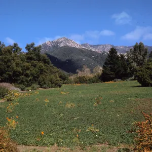 SBBG, Meadow