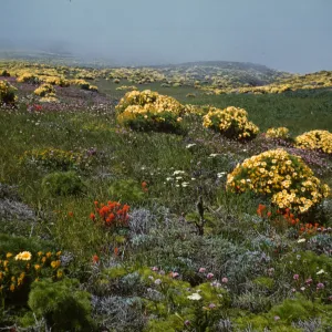 Flowers on Central Mesa of Anacapa Island