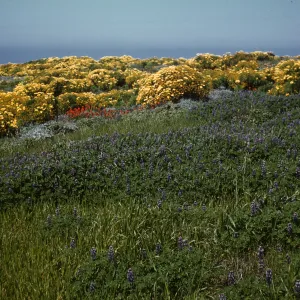 Lupinus succulentus and Coreopsis gigantea, Middle Anacapa Island