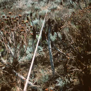 Middle Anacapa Island, SBBG Line Transect