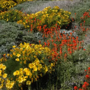 Anacapa Island in bloom, Coreopsis, Lupine & Castilleja