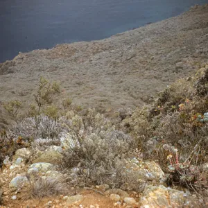 North Slope at North-East End of West Anacapa Island