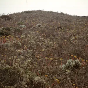 Dudleya caespitosa colony with flowers on Anacapa Island