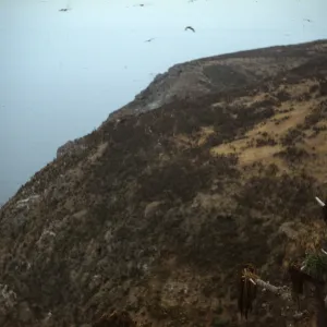 North Slope of West Anacapa Island