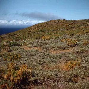 Looking east toward Indian Shell Mound center of Anacapa Island