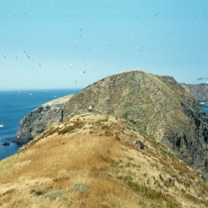 Middle Anacapa Island, west of Knife Edge