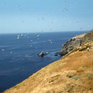 Middle Anacapa Island, west of Knife Edge