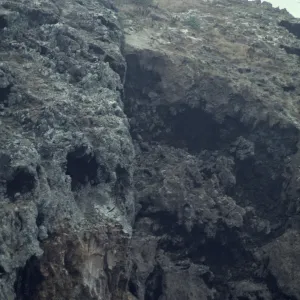 Lavatera on West Anacapa Island