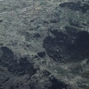 Lavatera on West Anacapa Island