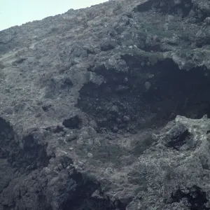 Lavatera on West Anacapa Island