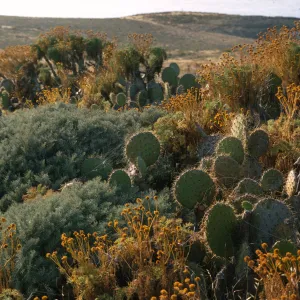 East Anacapa Island (Prickly-pear)
