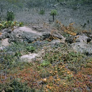 Santa Barbara Island, Marah root