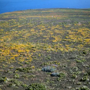 Santa Barbara Island, Lasthenia, Astragalus