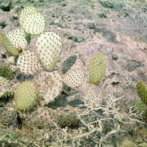 Santa Barbara Island, Opuntia (Prickly-pear)