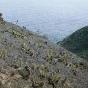 Middle Canyon, Santa Barbara Island (Prickly-pear)