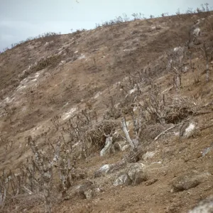 Beach Bluff Break, East side of Santa Barbara Island