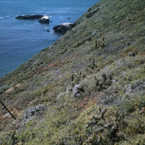 Dunkles Station, south side of Signal Peak, Santa Barbara Island