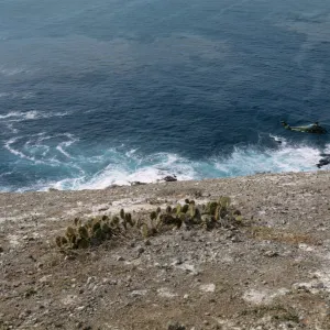 Helicopter over Sutil Islet, Santa Barbara Island (Prickly-pear)