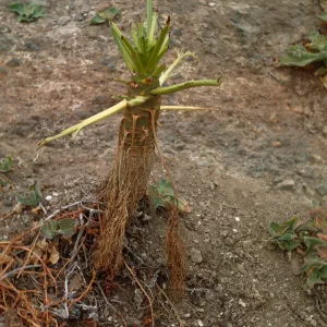 Coreopsis damaged by NZ red rabbits Santa Barbara Island