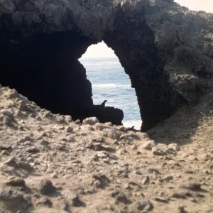 Santa Barbara Island, seals in silhouete