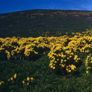 Santa Barbara Island