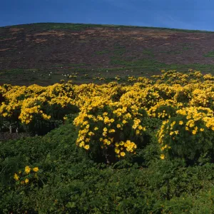 Santa Barbara Island