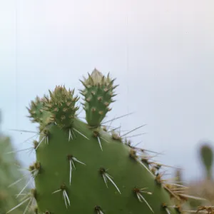 Santa Barbara Island, Opuntia (Prickly-pear)
