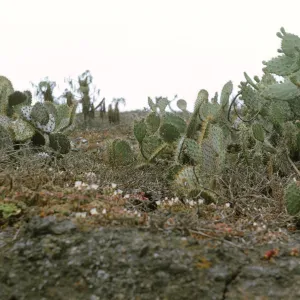 Santa Barbara Island (Prickly-pear)