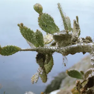 Santa Barbara Island (Prickly-pear)